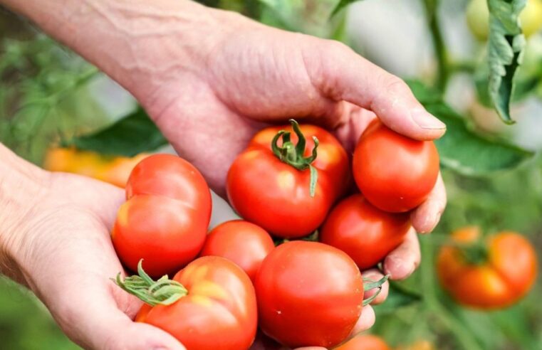 QuicKart UAE Bridges the Farm-to-Table Gap, Delivering Truly Fresh Produce to UAE Homes Within Hours of Harvest