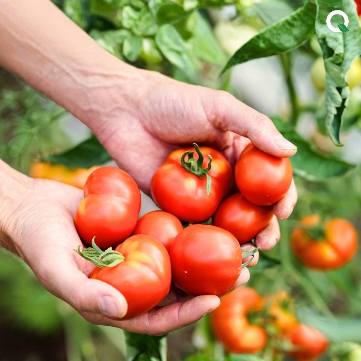 QuicKart UAE Bridges the Farm-to-Table Gap, Delivering Truly Fresh Produce to UAE Homes Within Hours of Harvest